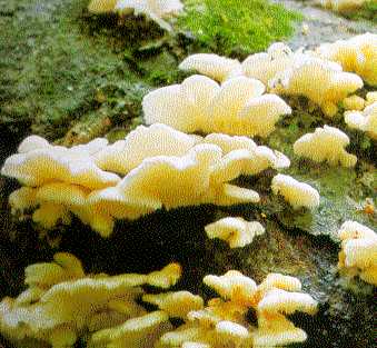 �u�i�n���^�P